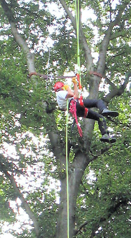 baumseil.jpg